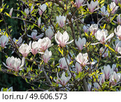 Цветущий куст магнолии Суланжа, сорт «Альба Суперба» (Magnolia × soulangeana ‘Alba Superba’) с бело-розовыми цветками. Стоковое фото, фотограф Сергей Никифоров-Гордеев / Фотобанк Лори