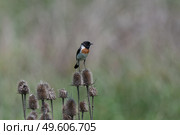 Черноголовый чекан Saxicola rubicola. Стоковое фото, фотограф Владимир Глинский / Фотобанк Лори