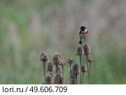 Черноголовый чекан Saxicola rubicola. Стоковое фото, фотограф Владимир Глинский / Фотобанк Лори