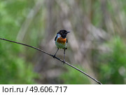 Черноголовый чекан Saxicola rubicola. Стоковое фото, фотограф Владимир Глинский / Фотобанк Лори