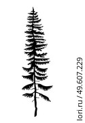 Black silhouette of fir-tree. Hight black pine. Simple tree icon. Nature concept. Pine tree with needles isolated at white background. Decorative element. Plant shadow. Vector illustration. Hight black pine. Silhouette of fir-tree, simple vector icon, nature concept, black tree. Стоковая иллюстрация, агентство Ingram Publishing / Фотобанк Лори
