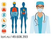Human body structure skeleton and circulatory vascular system. The location of organs in the body. Beautiful brunette young doctor with phonendoscope. Half body portrait vector illustration. Human body structure organ systems. Beautiful brunette young female doctor with phonendoscope. Стоковая иллюстрация, агентство Ingram Publishing / Фотобанк Лори