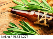Glass bottle with medicinal tincture of fresh sage. Herbal medicine. Salvia and phytotherapy.. Sage in herbal medicine,herbalism. Стоковое фото, агентство Ingram Publishing / Фотобанк Лори