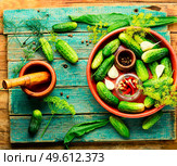 Salted homemade cucumbers.Cooking process.Canned gherkin.Marinated cucumbers old wooden surface. Fresh cucumbers and ingredients for cooking pickled cucumbers. Стоковое фото, агентство Ingram Publishing / Фотобанк Лори