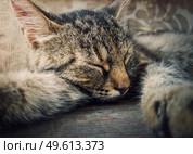 Sleeping cat close-up portrait. Cute brown striped kitten take a nap. Lovely and lazy tomcat resting, lay with closed eyes. Стоковое фото, агентство Ingram Publishing / Фотобанк Лори