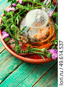 Teapot with medicinal wild herbal tea.Milk thistle or Silybum marianum in in herbal medicine. Thistle in herbal medicine. Стоковое фото, агентство Ingram Publishing / Фотобанк Лори