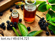 Bunches of fresh chokeberry. Healthy drink. Herbal medicine and homeopathy. Chokeberry in herbal medicine. Стоковое фото, агентство Ingram Publishing / Фотобанк Лори