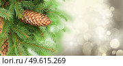 chrismas tree and pine cones on gray festive background with sparkles. chrismas tree and pine cones. Стоковое фото, агентство Ingram Publishing / Фотобанк Лори