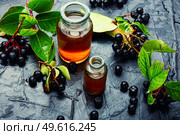 Bunches of fresh chokeberry. Healthy drink. Herbal medicine and homeopathy. Healthful chokeberry in herbal medicine. Стоковое фото, агентство Ingram Publishing / Фотобанк Лори