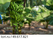 Bunch of Unripe green bananas growing on tree on a plantation in Cyprus. Стоковое фото, агентство Ingram Publishing / Фотобанк Лори