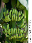 Bunch of Unripe green bananas growing on tree on a plantation in Cyprus. Стоковое фото, агентство Ingram Publishing / Фотобанк Лори