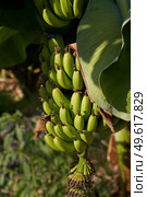 Bunch of Unripe green bananas growing on tree on a plantation in Cyprus. Стоковое фото, агентство Ingram Publishing / Фотобанк Лори