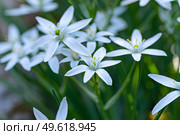 Cluster of star of Bethlehem (ornithogalum) white flowers with six pointed petals. Стоковое фото, фотограф Elena Grishina / Фотобанк Лори