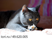 a gray cat of British or Scottish breed lies on the bed in the light from the window. Стоковое фото, агентство Ingram Publishing / Фотобанк Лори