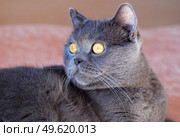 a gray cat of British or Scottish breed lies on the bed in the light from the window. Стоковое фото, агентство Ingram Publishing / Фотобанк Лори
