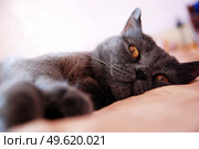a gray cat of British or Scottish breed lies on the bed in the light from the window. Стоковое фото, агентство Ingram Publishing / Фотобанк Лори