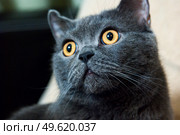 a gray cat of British or Scottish breed lies on the bed in the light from the window. Стоковое фото, агентство Ingram Publishing / Фотобанк Лори