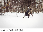 Alaskan Malamute dark color in the natural environment walking in the snow. Стоковое фото, агентство Ingram Publishing / Фотобанк Лори