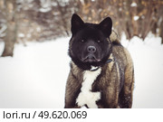 Alaskan Malamute dark color in the natural environment walking in the snow. Стоковое фото, агентство Ingram Publishing / Фотобанк Лори