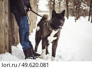 Alaskan Malamute dark color in the natural environment walking in the snow. Стоковое фото, агентство Ingram Publishing / Фотобанк Лори