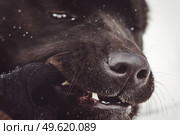 Alaskan Malamute dark color in the natural environment walking in the snow. Стоковое фото, агентство Ingram Publishing / Фотобанк Лори