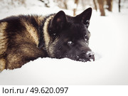 Alaskan Malamute dark color in the natural environment walking in the snow. Стоковое фото, агентство Ingram Publishing / Фотобанк Лори