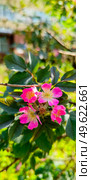 Яркие цветы Розы Сизой "Rosa glauca" Стоковое фото, фотограф Светлана Русских / Фотобанк Лори