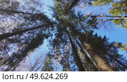 Treetops in a spring forest on a sunny day. Стоковое видео, видеограф Виктор Тихонов / Фотобанк Лори
