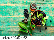 Bunches of fresh chokeberry. Herbal medicine and homeopathy. Chokeberry in herbal medicine,aronia fruit. Стоковое фото, агентство Ingram Publishing / Фотобанк Лори
