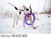 running and playing white dog with toy at  frozen gulf. winter. Стоковое фото, агентство Ingram Publishing / Фотобанк Лори
