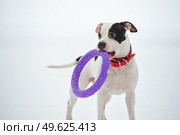 portrait of  playing white dog with toy at  frozen gulf. winter. Стоковое фото, агентство Ingram Publishing / Фотобанк Лори
