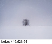 Barren lone tree on the snowy field. Cold winter scene and a leafless oak stands single under snowdrift. Numb nature landscape, silence and solitude mood. Стоковое фото, агентство Ingram Publishing / Фотобанк Лори