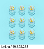 Water bowls with daisies bloom on a turquoise blue desk background. Top view. Flat lay. sample. Стоковое фото, агентство Ingram Publishing / Фотобанк Лори