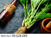 Plantain tincture in a glass bottle. Healing potion, herbal medicine.Homeopathic herbs. Plantain in herbal medicine. Стоковое фото, агентство Ingram Publishing / Фотобанк Лори