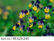 Фиолетово-желтые анютины глазки на зеленом фоне. Стоковое фото, фотограф Александра Плискова / Фотобанк Лори