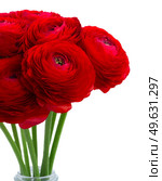 vivd red ranunculus flowers isolated on white background. red ranunculus flowers. Стоковое фото, агентство Ingram Publishing / Фотобанк Лори