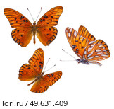 Orange passion butterfly isolated on white background. Orange passion butterfly. Стоковое фото, агентство Ingram Publishing / Фотобанк Лори