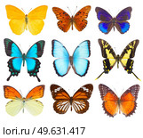 set of multicolored tropical flying batterflies isolated on white background. morpho adonis blue butterfly. Стоковое фото, агентство Ingram Publishing / Фотобанк Лори