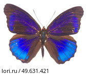 Morpho adonis blue butterfly isolated on white background.  morpho adonis blue butterfly. Стоковое фото, агентство Ingram Publishing / Фотобанк Лори