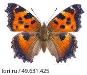 small tortoiseshell butterfly isolated on white background. small tortoiseshell butterfly. Стоковое фото, агентство Ingram Publishing / Фотобанк Лори