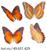 set of flying Red Lacewing butterfly isolated on white background. Red Lacewing butterfly. Стоковое фото, агентство Ingram Publishing / Фотобанк Лори