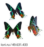 set of chrysiridia rhipheus butterflies over white background. chrysiridia rhipheus butterfly. Стоковое фото, агентство Ingram Publishing / Фотобанк Лори