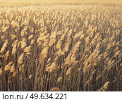 Dry reed texture in the sunset light. Parched wild bulrush plants, golden natural background. Стоковое фото, агентство Ingram Publishing / Фотобанк Лори