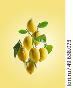 Flying lemons with green leaves at yellow background. Levitation concept with citrus fruits. Front view. Стоковое фото, агентство Ingram Publishing / Фотобанк Лори