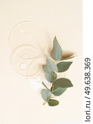 Glass petri dish with transparent pure serum anf green eucaliptus for skin care on beige background, top view. Concept laboratory tests and research, making and testing cosmetic. Glass petri dish with transparent pure serum. Стоковое фото, агентство Ingram Publishing / Фотобанк Лори