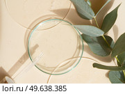 Glass petri dish with transparent pure serum for skin care on beige background, aboratory tests and research, making natural organic cosmetic, natural cosmetics concept with eucaliptus close up. Glass petri dish with transparent pure serum for skin care. Стоковое фото, агентство Ingram Publishing / Фотобанк Лори