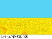 In solidarity with Ukraine - filed of sunflowers on blue background, symbol of Ukraine. In solidarity with Ukraine. Glory to Ukraine. Стоковое фото, агентство Ingram Publishing / Фотобанк Лори