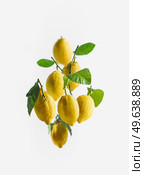 Yellow lemons group with green leaves? flying at white background. Levitation concept with fresh citrus fruits. Vitamin c. Front view. Стоковое фото, агентство Ingram Publishing / Фотобанк Лори