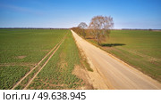 Spring green arable fields. Rural dirt road, maple tree alley aerial view. Beautiful sunny countryside scene. April morning in Belarus. Стоковое фото, агентство Ingram Publishing / Фотобанк Лори