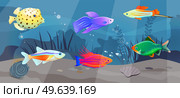 Underwater ocean fauna with fishes, seaweed and shells on sand. Ocean bottom with marine life reprsentatives. Marine underwater world with exotic fishes. Bright tropical fish floating on seabed. Tropical fish floating on seabed. Ocean bottom, underwater world with marine life reprsentatives. Стоковая иллюстрация, агентство Ingram Publishing / Фотобанк Лори